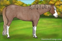 Horse Color:Red Roan Splash