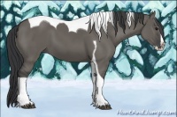 Horse Color:Grullo Splash Tobiano 