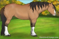 Horse Color:Bay Splash 
