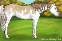 Horse Color:Liver Red Dun Splash 
