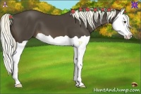 Horse Color:Liver Chestnut Splash 