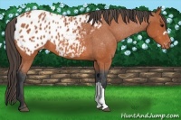 Horse Color:Bay Appaloosa 