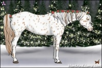 Horse Color:Bay Pearl Appaloosa Rabicano