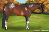 Horse Color:White Spotted Bay Sabino