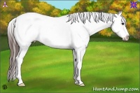 Horse Color:Brown Splash Frame Appaloosa Rabicano 