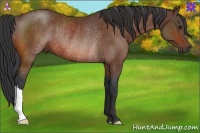 Horse Color:Bay Rabicano 