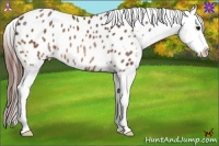 Horse Color:Bay Appaloosa Rabicano 