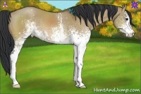 Horse Color:White Spotted Bay Dun