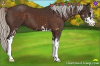 Horse Color:Silver Bay Sabino 