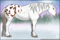 Horse Color:Brown Appaloosa 