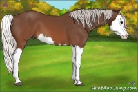 Horse Color:Silver Brown Splash 