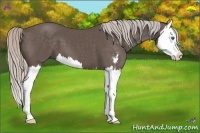Horse Color:Silver Black Sabino Splash
