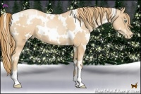 Horse Color:White Spotted Gold Champagne Pearl 