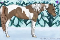 Horse Color:Chocolate Palomino Tobiano 