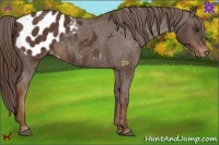 Horse Color:Liver Chestnut Appaloosa Rabicano