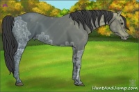 Horse Color:Smoky Black Ice 