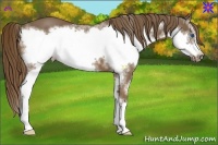 Horse Color:Liver Chestnut Splash Frame 