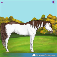 Horse Color:Liver Chestnut Splash Frame 