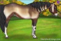 Horse Color:Bay Onyx 