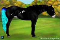 Horse Color:Palomino Splash Appaloosa Rabicano 