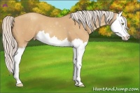 Horse Color:Silver Amber Champagne Splash