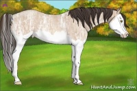 Horse Color:Amber Champagne Ice Roan Splash 