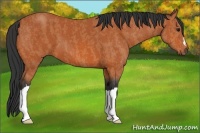 Horse Color:Bay  Brindle
