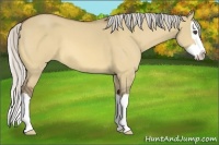 Horse Color:Silver Buckskin Dun Splash 