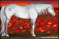 Horse Color:Silver Amber Champagne Chinchilla