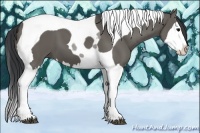 Horse Color:Grullo Splash Tobiano