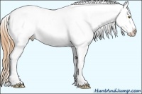 Horse Color:White Spotted Sable Cream Champagne Appaloosa