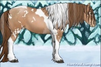 Horse Color:White Spotted Brown Pearl Tobiano