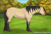 Horse Color:Bay Dun Rabicano 