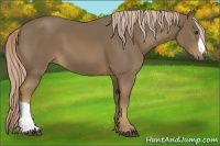 Horse Color:Chocolate Palomino 