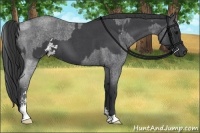 Horse Color:Blue Roan Sabino  and Blue Roan Sabino 