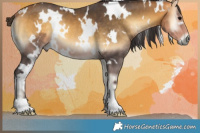 Horse Color:White Spotted Buckskin Onyx 
