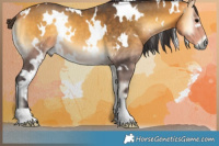 Horse Color:White Spotted Buckskin Onyx 