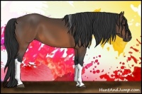 Horse Color:Brown Tobiano