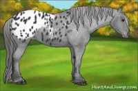 Horse Color:Black Varnish 