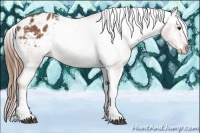 Horse Color:Chestnut Tobiano Appaloosa 