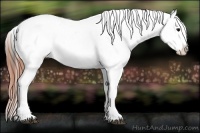 Horse Color:Grullo Tobiano Appaloosa