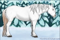 Horse Color:Chestnut Tobiano Appaloosa