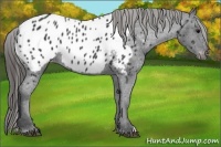 Horse Color:Black Appaloosa Rabicano