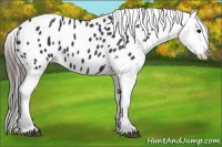 Horse Color:Black Appaloosa Rabicano 