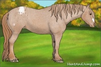 Horse Color:Chestnut Appaloosa