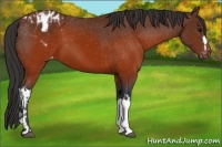 Horse Color:Brown Appaloosa  and Brown Appaloosa 
