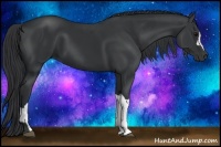Horse Color:Black  and Black 