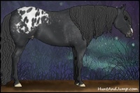 Horse Color:Black Appaloosa