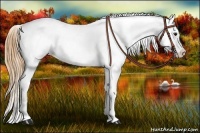 Horse Color:Buckskin Appaloosa