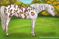 Horse Color:Chestnut Appaloosa